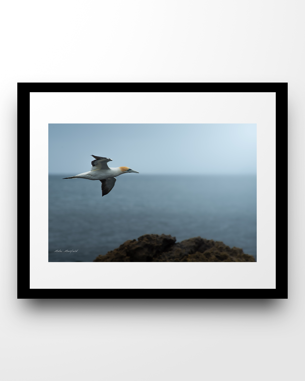 Australasian Gannet Wildlife Print - New Zealand Bird Photography